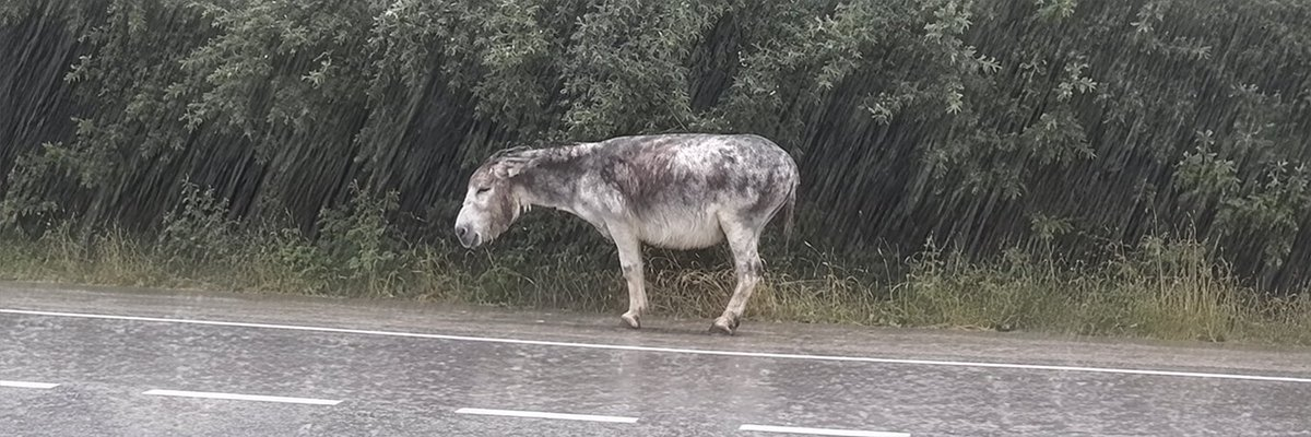 Jimmy standing beside the road in the rain, fully visible
